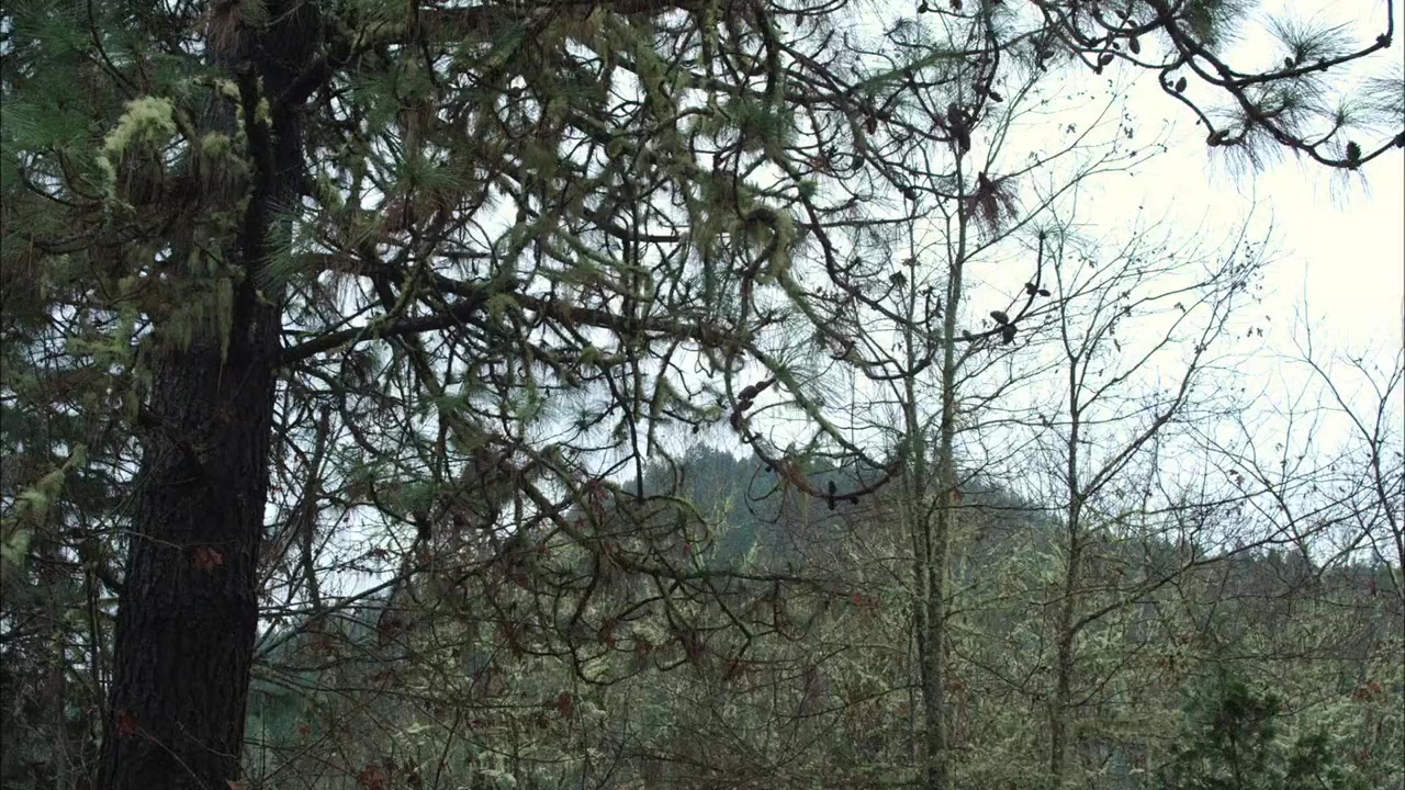 Rogue River screenshot 1
