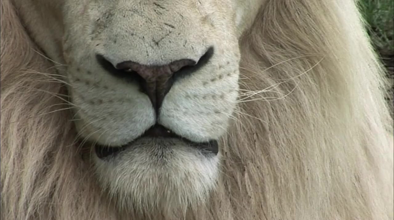 Return of the White Lion screenshot 2
