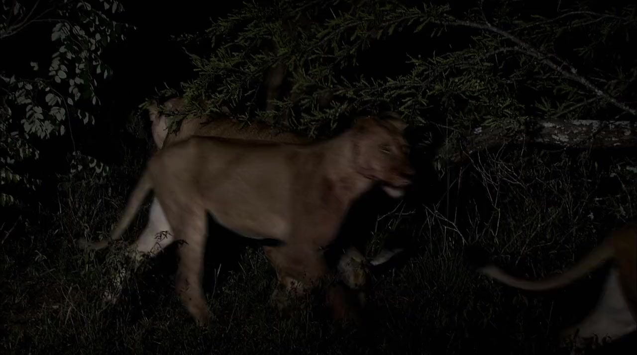 Return of the White Lion screenshot 3