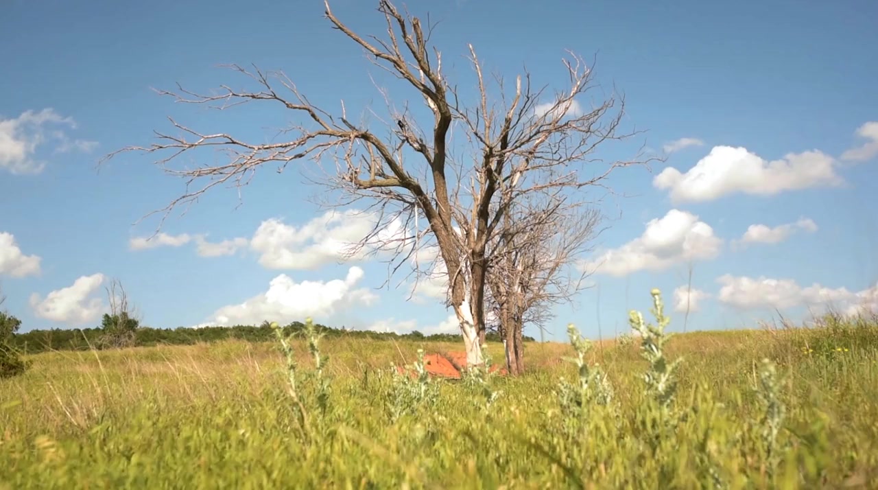 Red Dog screenshot 3
