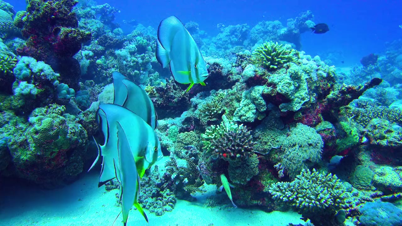 Red Sea 4K screenshot 1