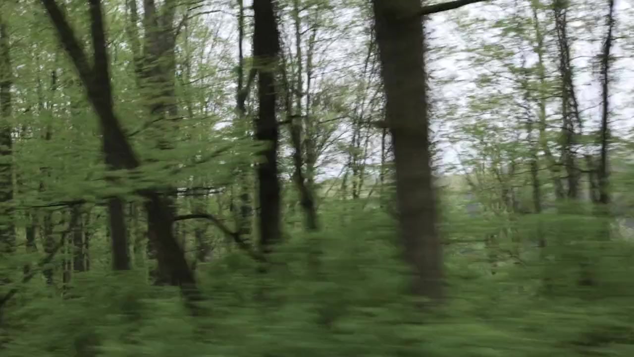 Red Woods screenshot 3