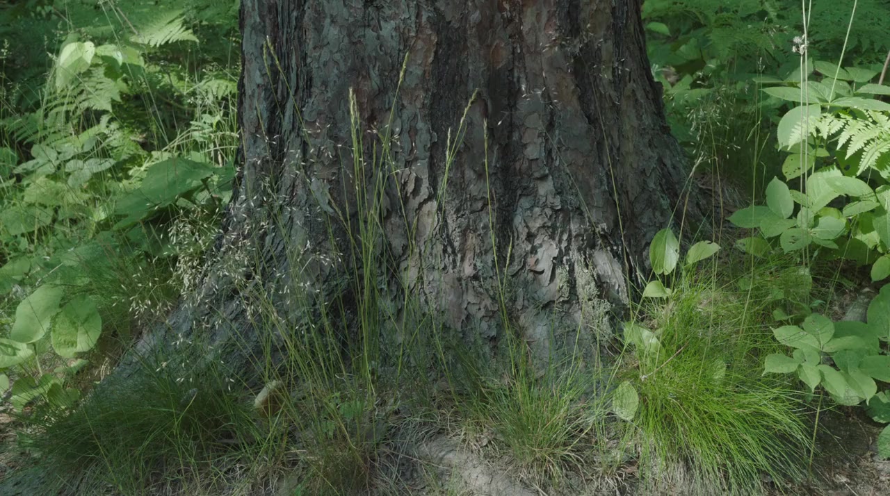 Relaxing Old Footage with Joe Pera screenshot 1