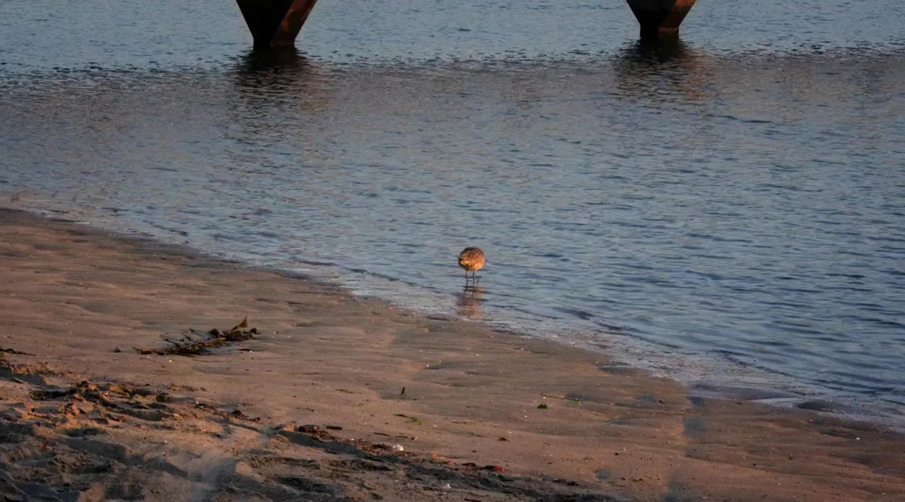 Rescue Dogs screenshot 3