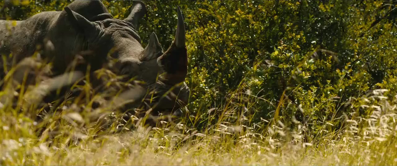 Rhino screenshot 2
