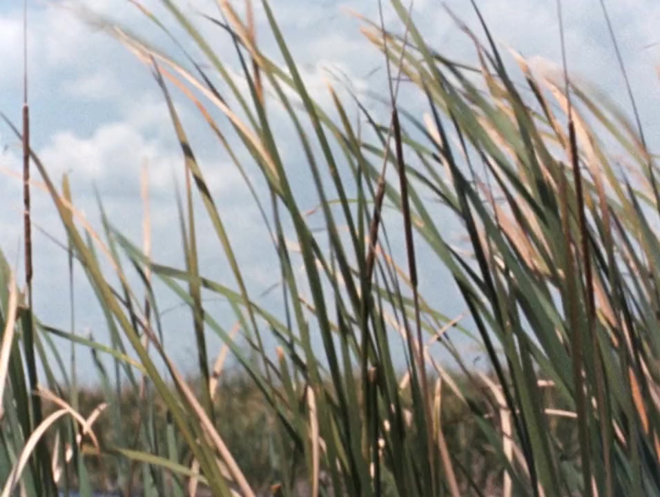 River of Grass screenshot 3