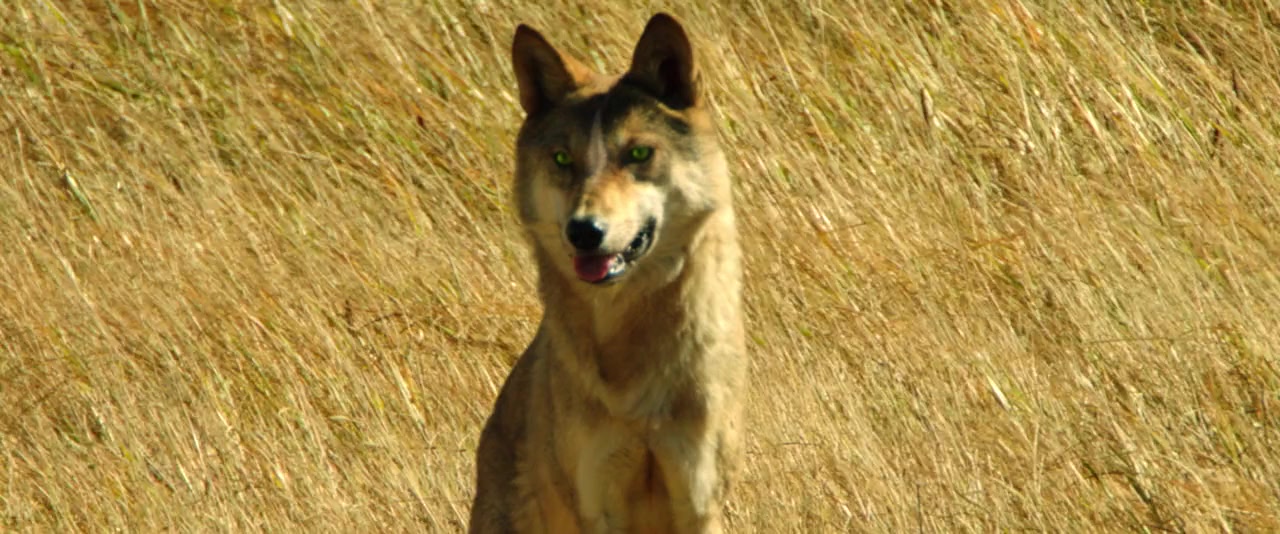 Le dernier loup screenshot 1