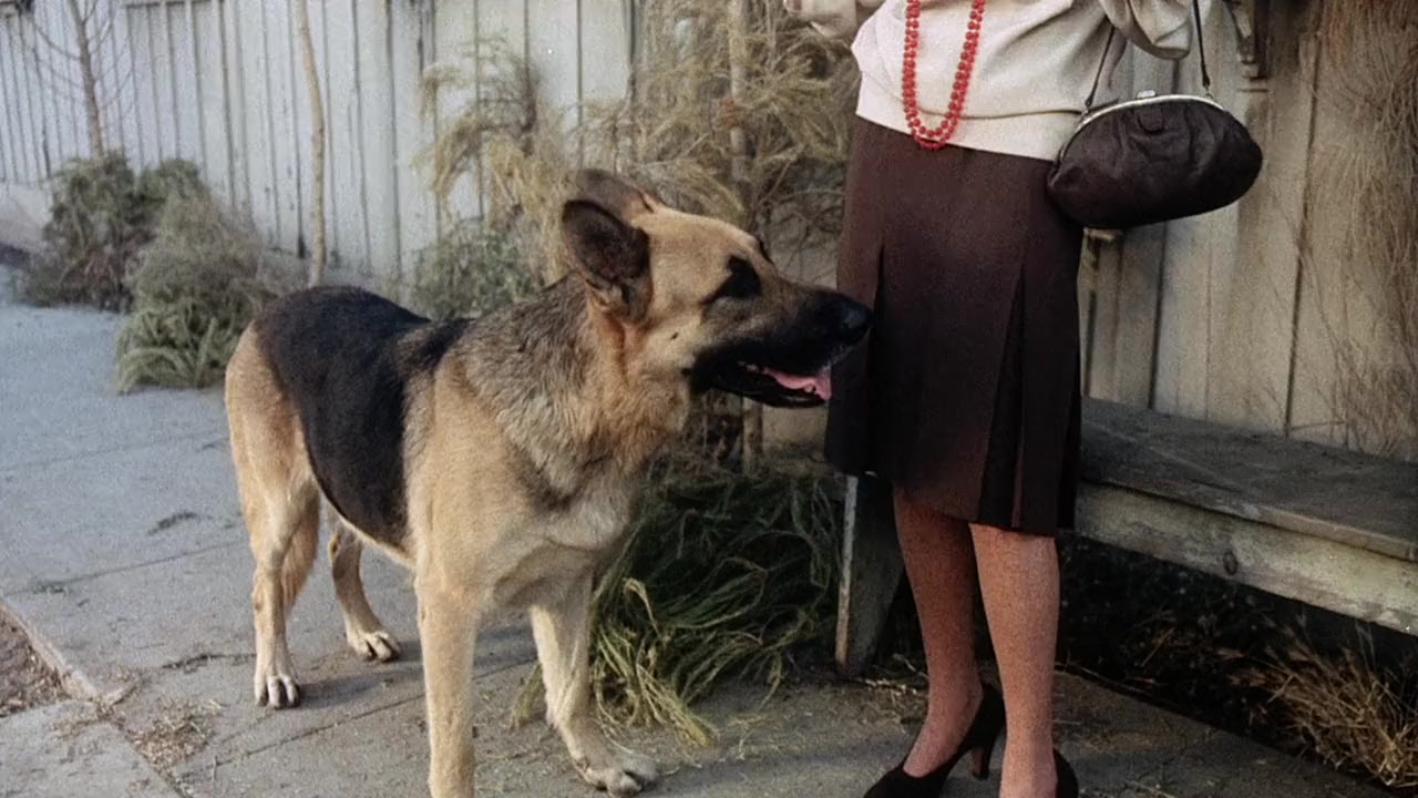 Won Ton Ton: The Dog Who Saved Hollywood screenshot 3