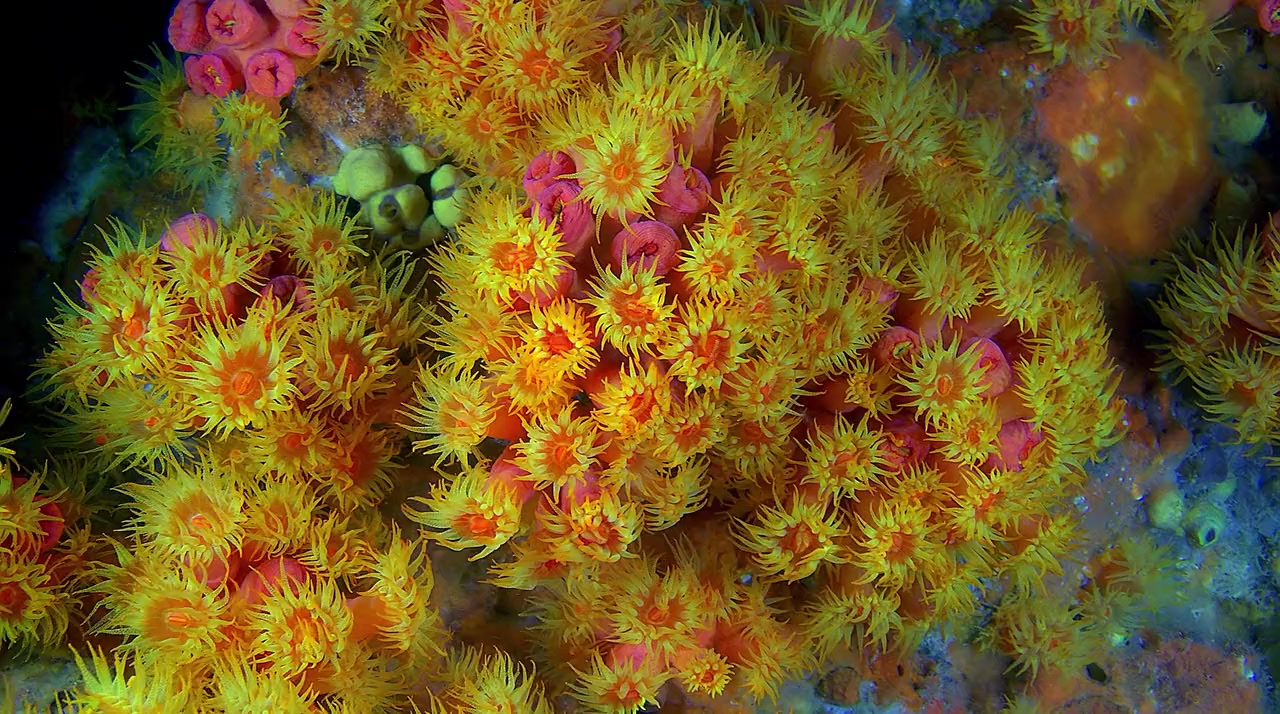 Wonders of the Sea 3D screenshot 2