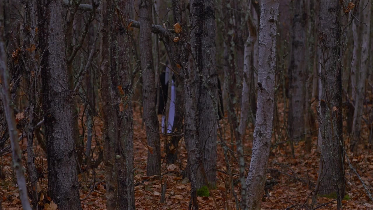 Woods of Ash screenshot 1