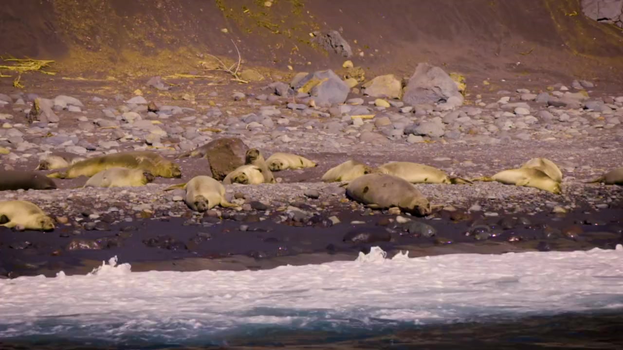 World's Most Dangerous Shark? screenshot 2