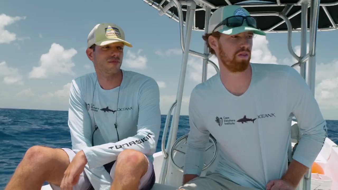 World's Most Dangerous Shark? screenshot 3