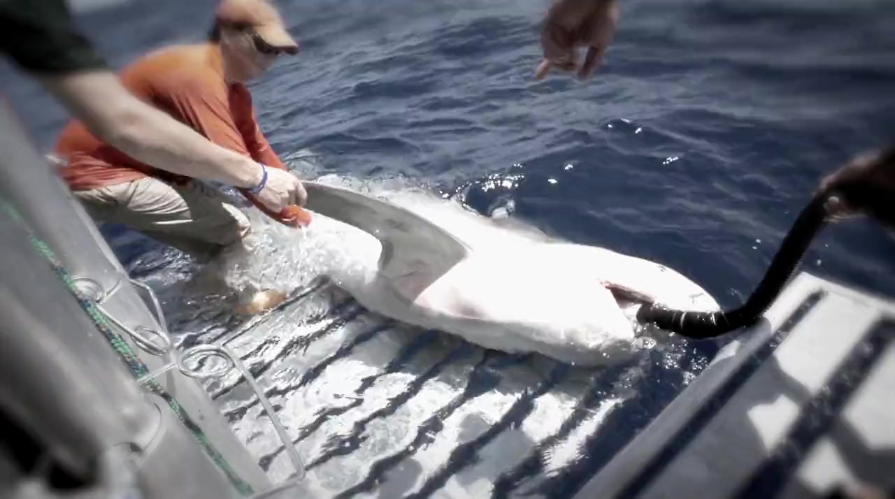 World's Biggest Bull Shark? screenshot 1