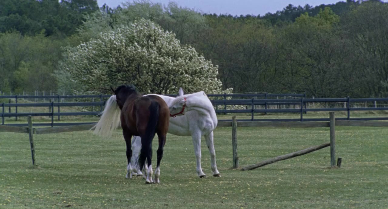 Waar is het paard van Sinterklaas? screenshot 3