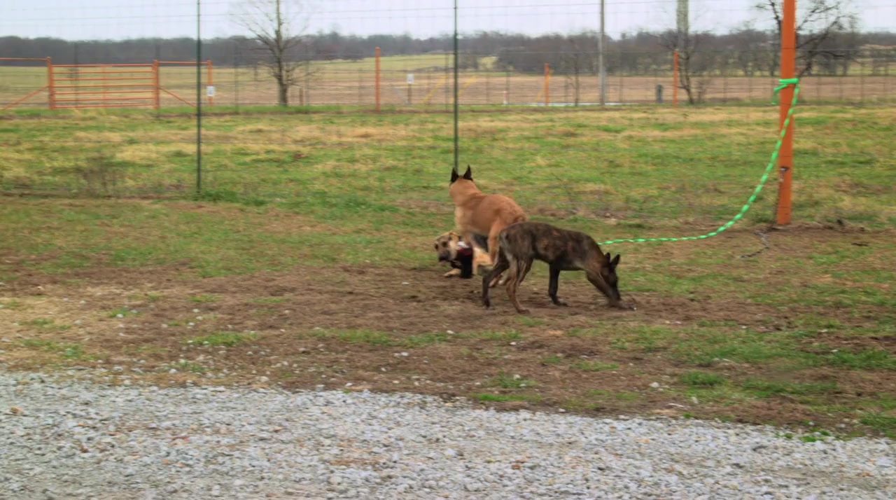 War Dog: A Soldier's Best Friend screenshot 1