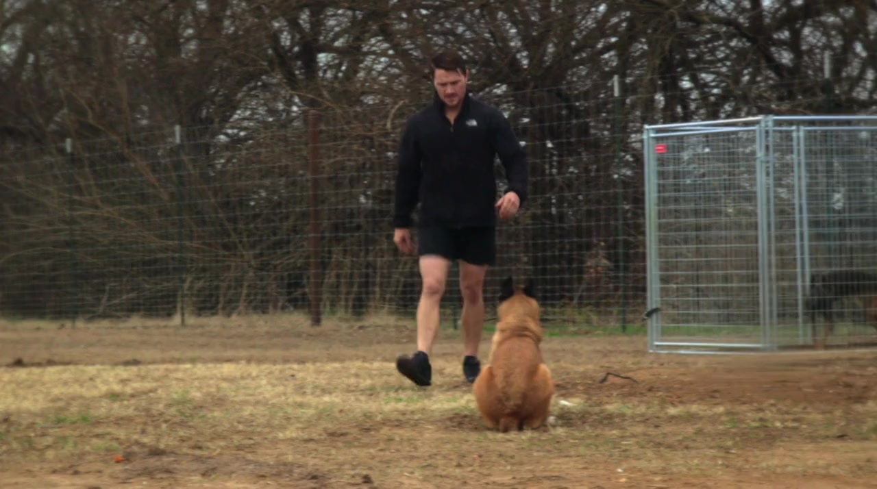 War Dog: A Soldier's Best Friend screenshot 3