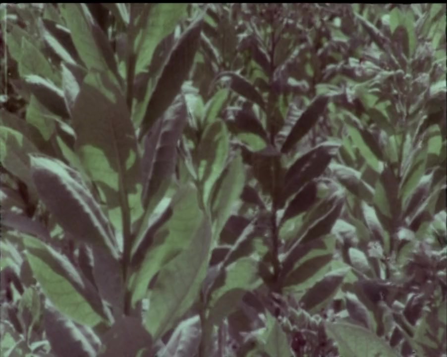We Are All for the Fatherland screenshot 1