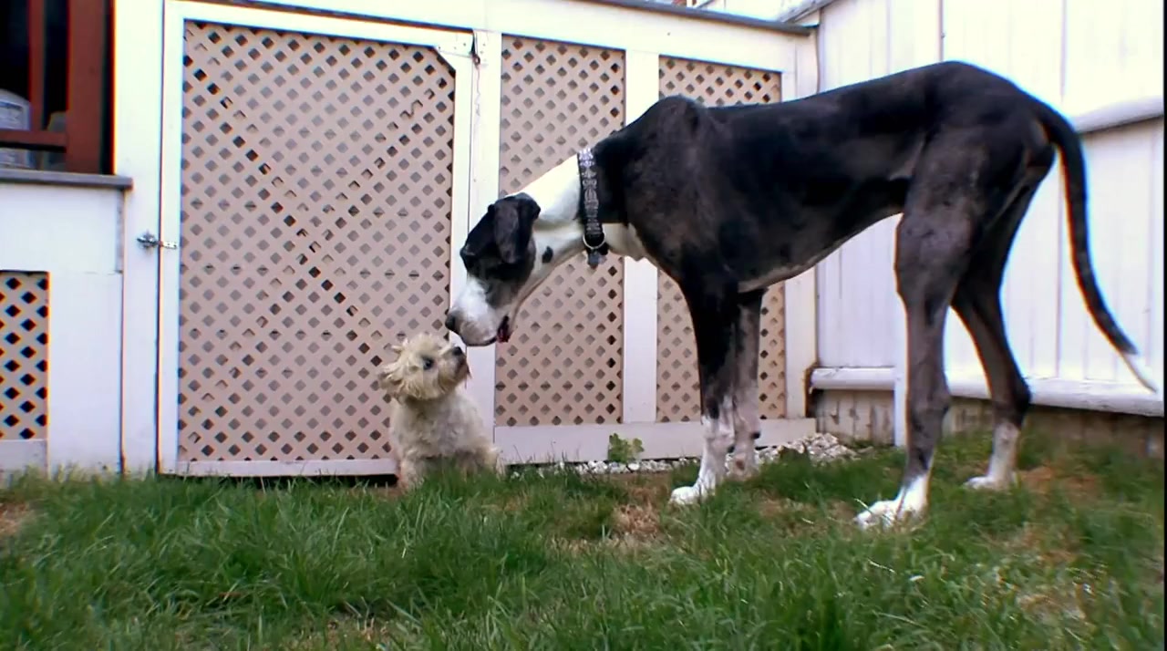 We Love Puppies screenshot 1