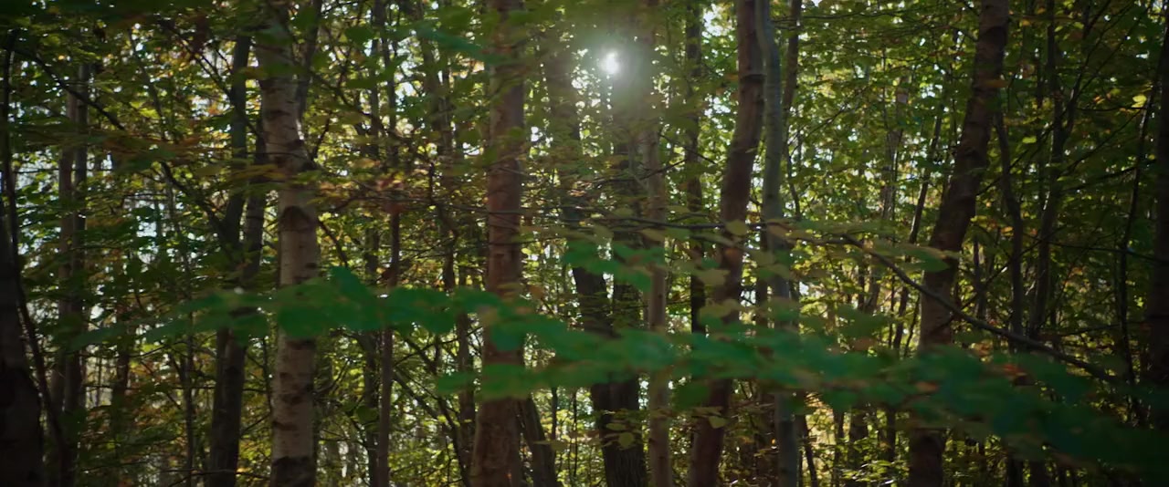 We the Kings screenshot 1