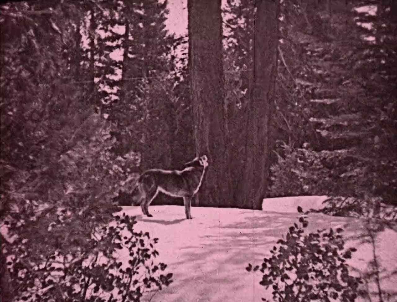 Where the North Begins screenshot 2