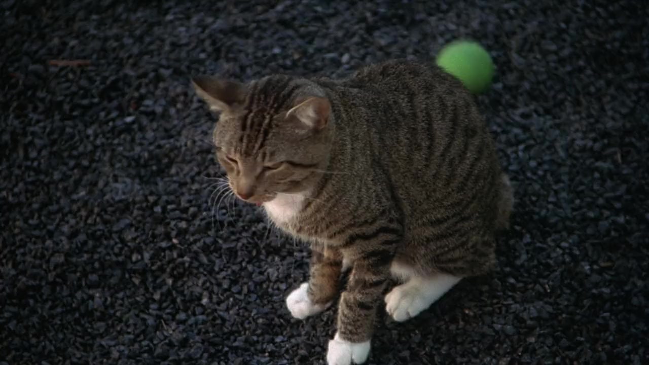 Whiskers screenshot 3