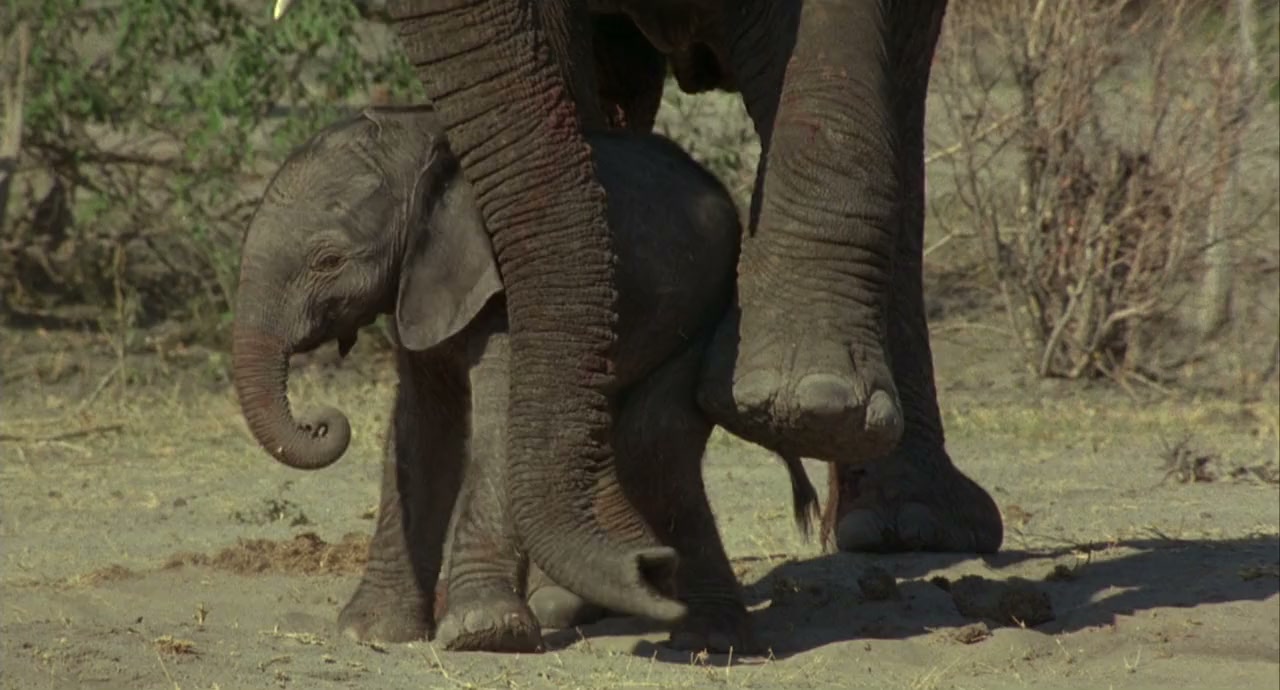 Whispers: An Elephant's Tale screenshot 1