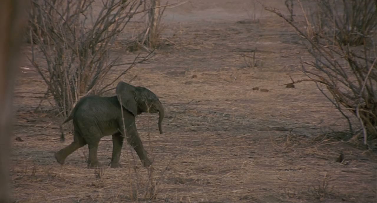 Whispers: An Elephant's Tale screenshot 2