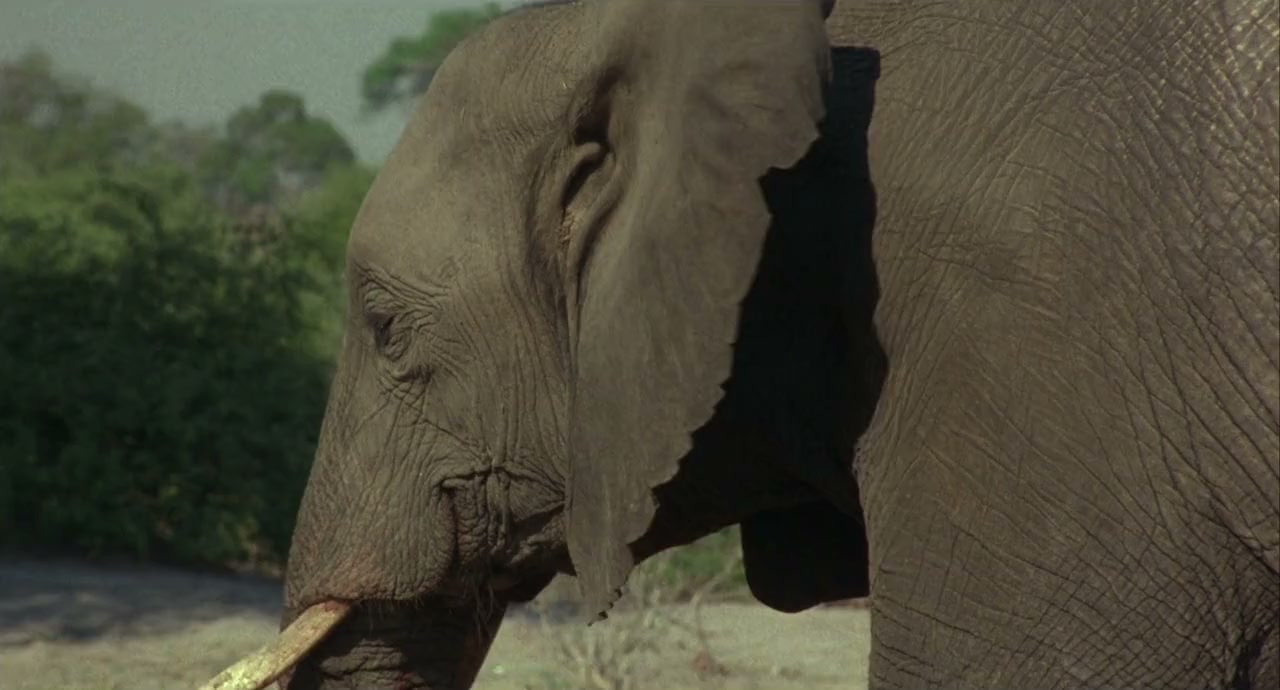 Whispers: An Elephant's Tale screenshot 3