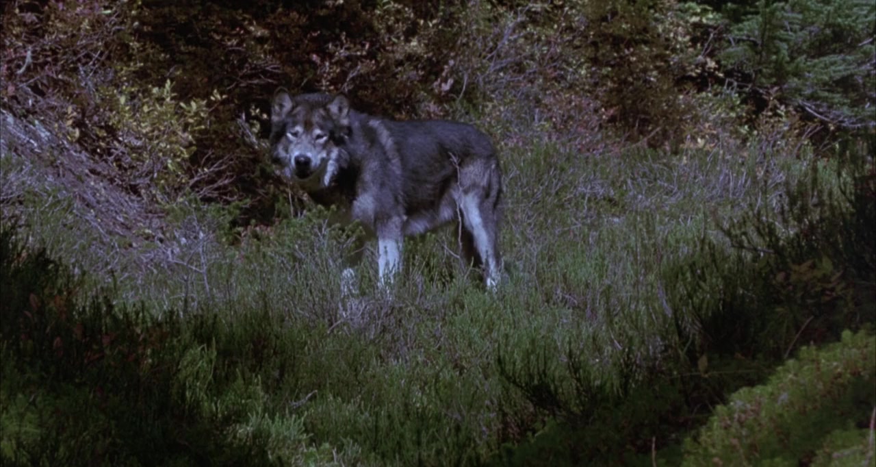 White Fang 2: Myth of the White Wolf screenshot 1