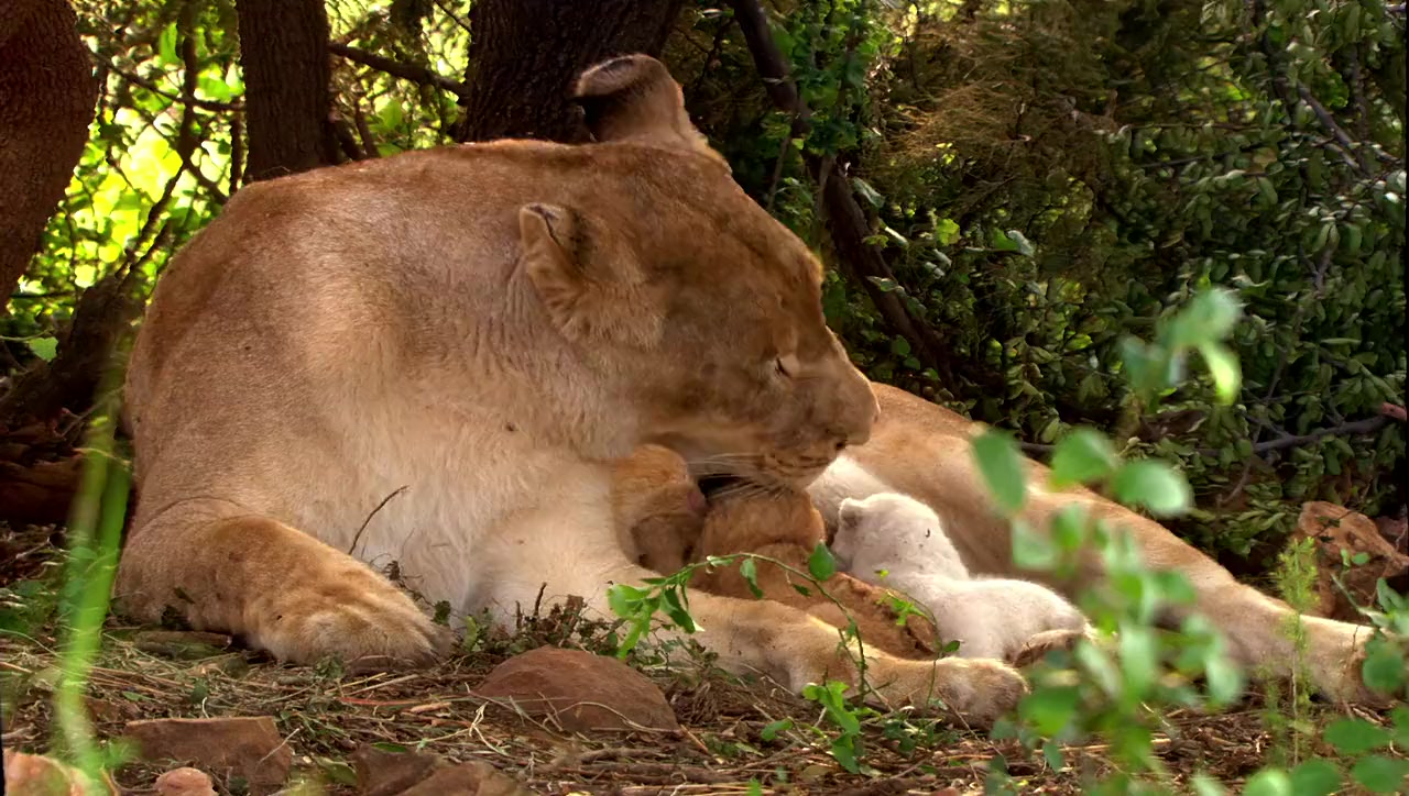 White Lion screenshot 1