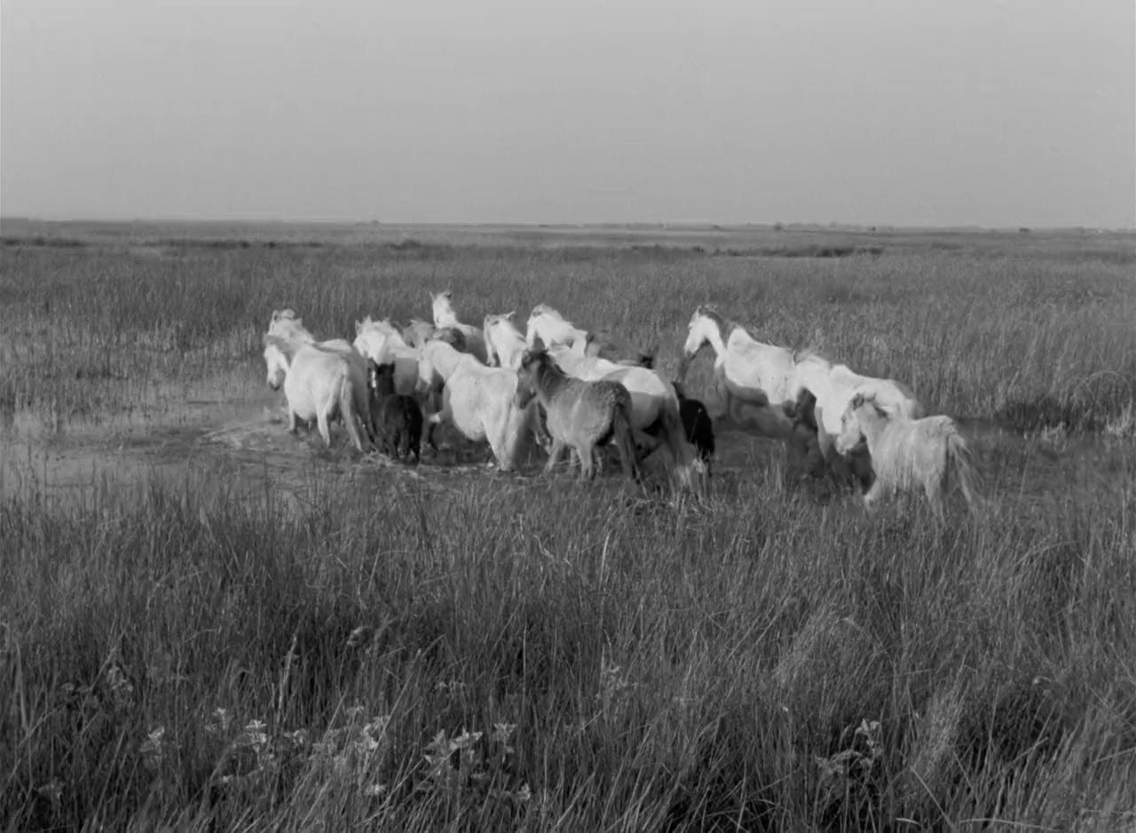 Crin blanc : le cheval sauvage screenshot 1