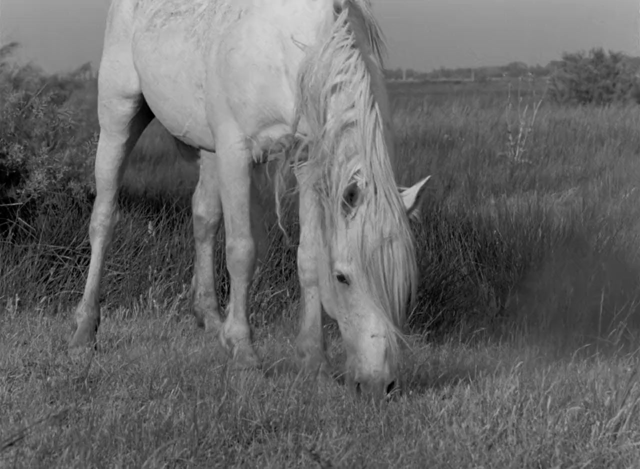 Crin blanc : le cheval sauvage screenshot 2