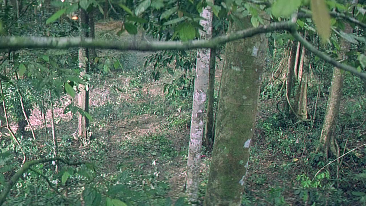 Ngo si seoi screenshot 1
