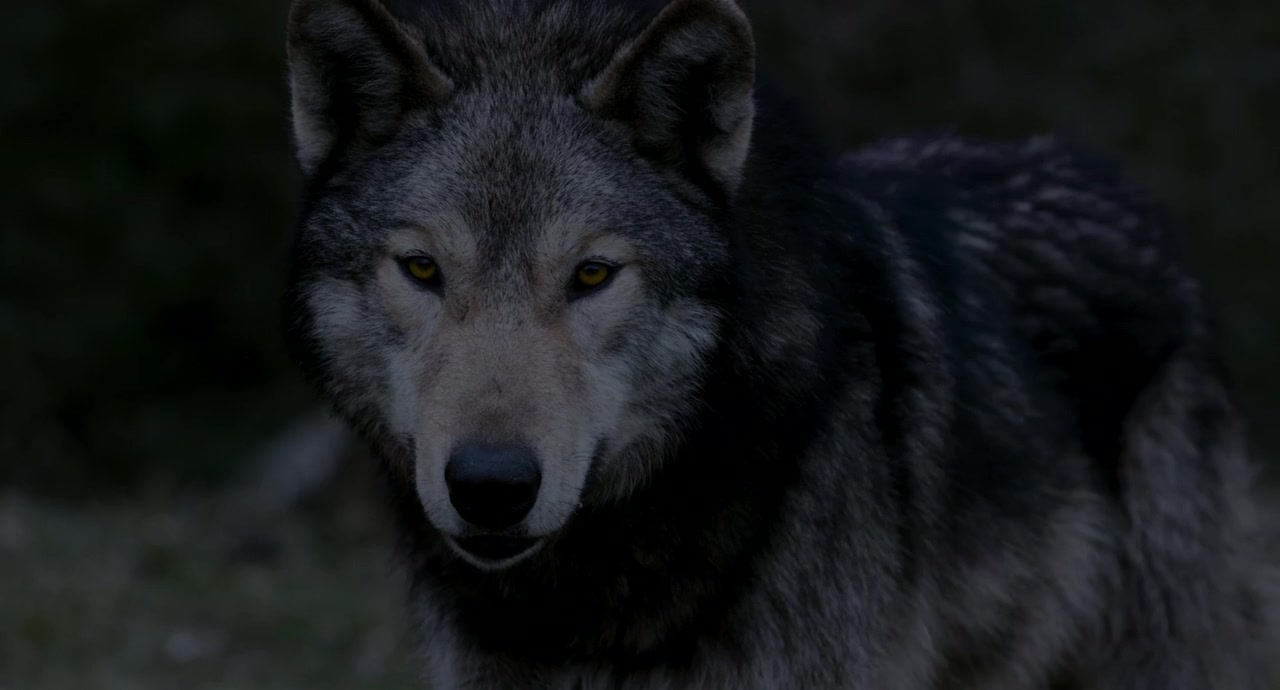 Wild screenshot 2