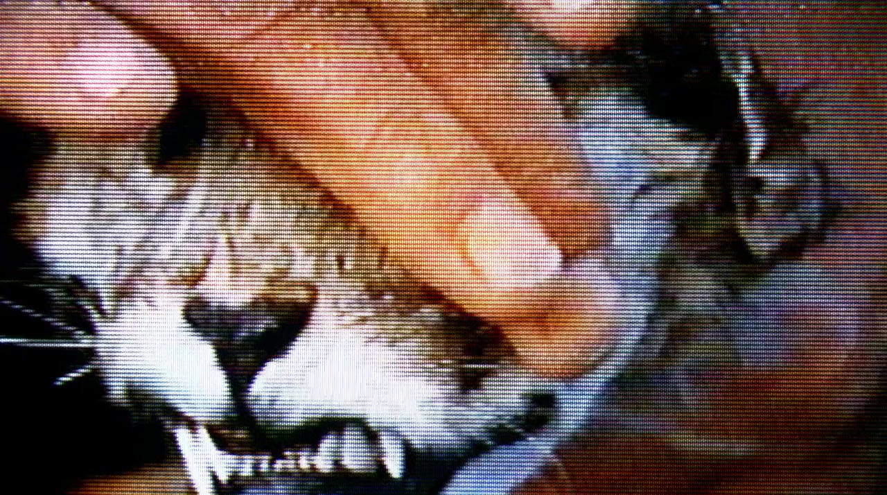 Wild Tigers I Have Known screenshot 1