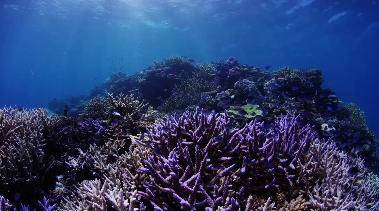 Wild Window: Coral Kingdoms screenshot 1