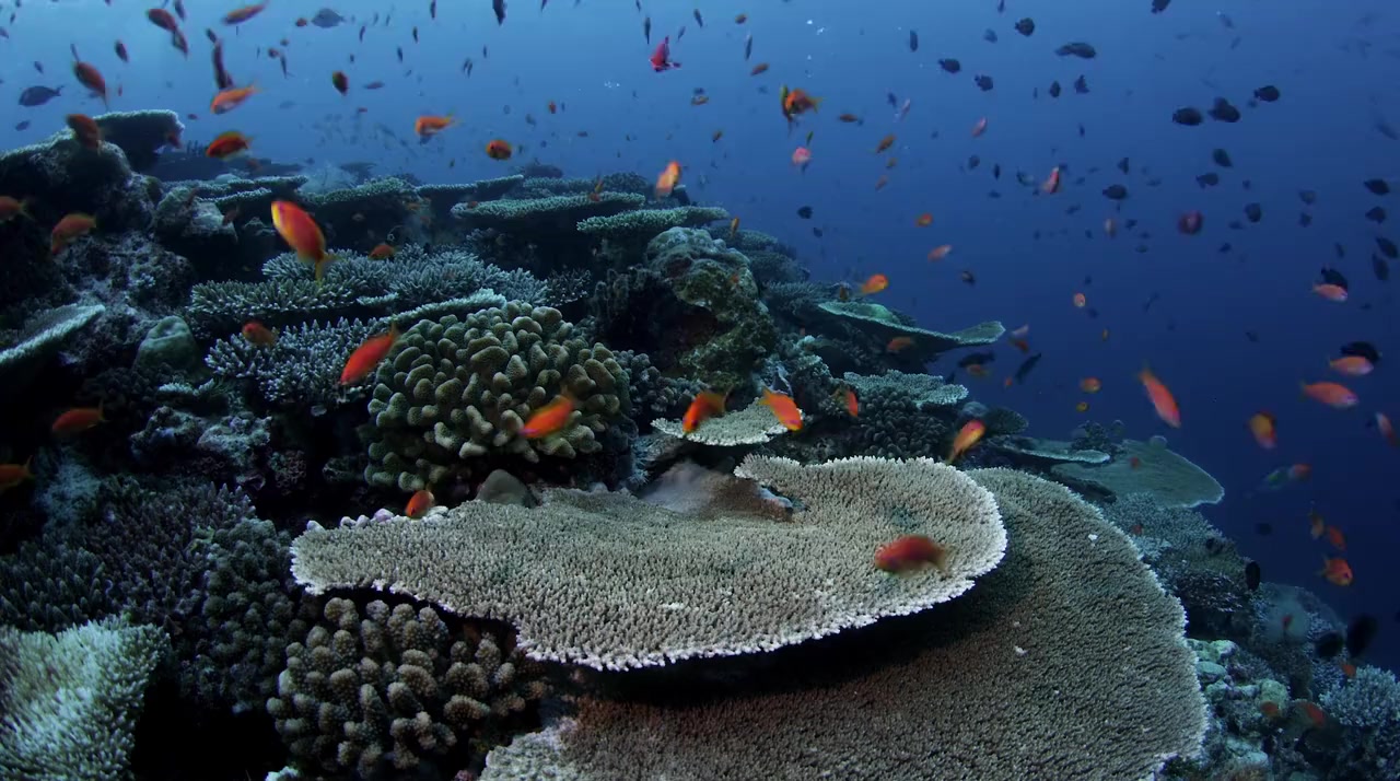 Wild Window: Coral Kingdoms screenshot 2