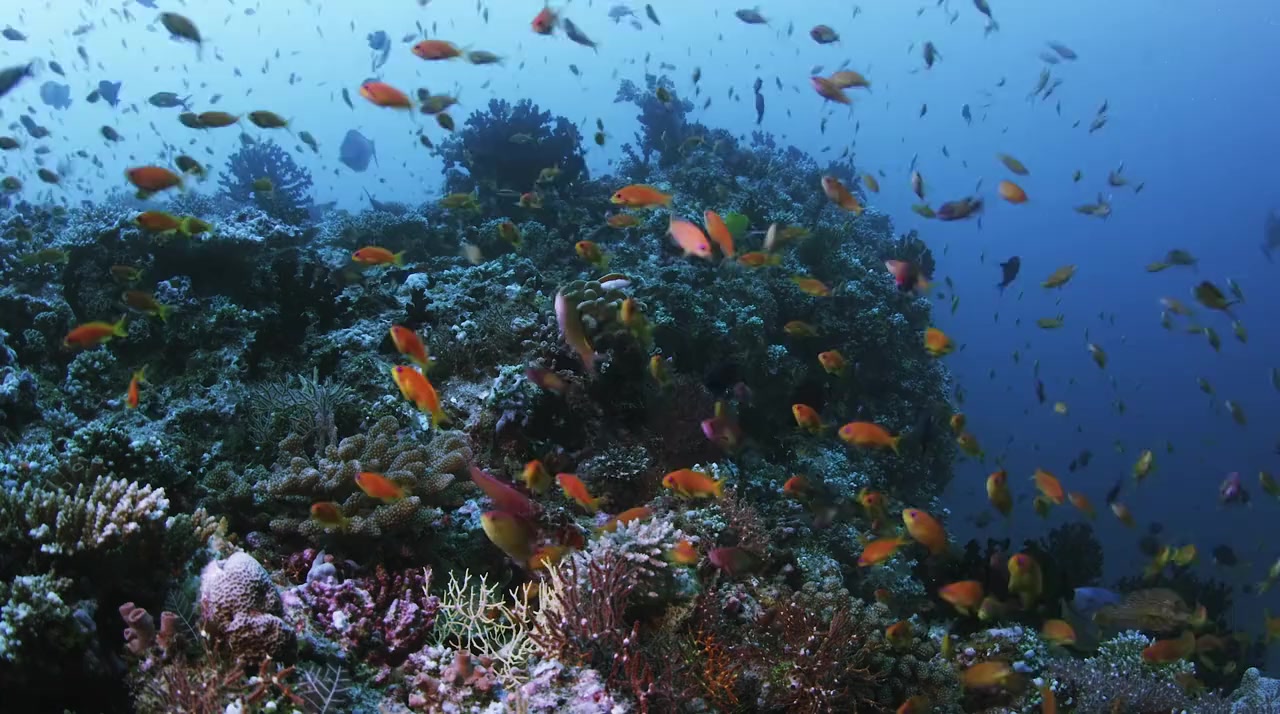 Wild Window: Coral Kingdoms screenshot 3