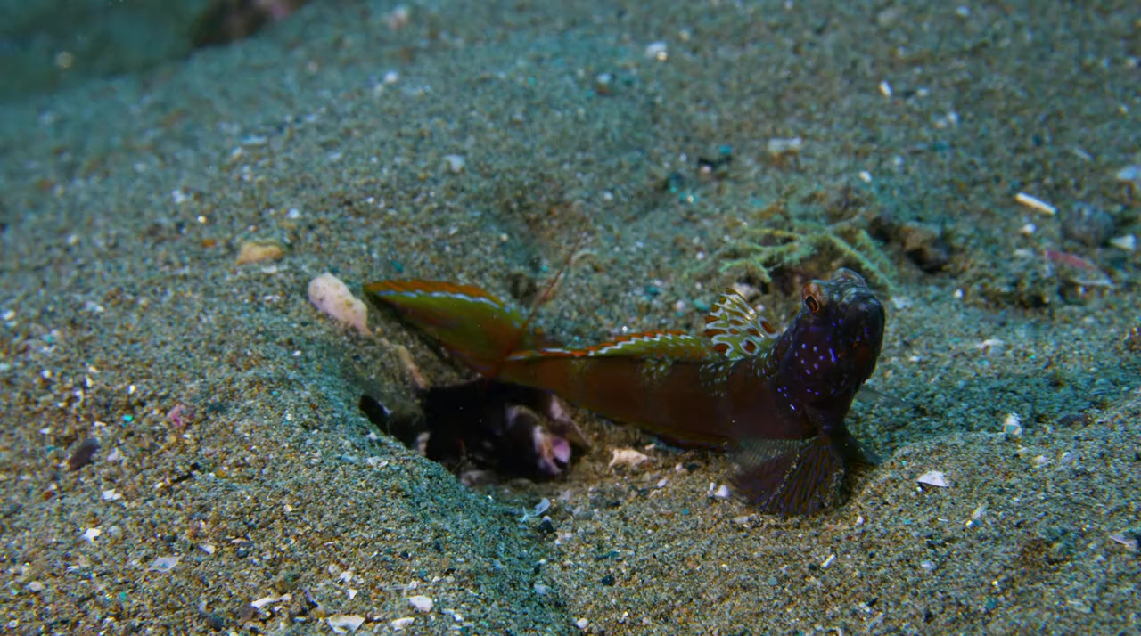 Wild Window: Bejeweled Fishes screenshot 2