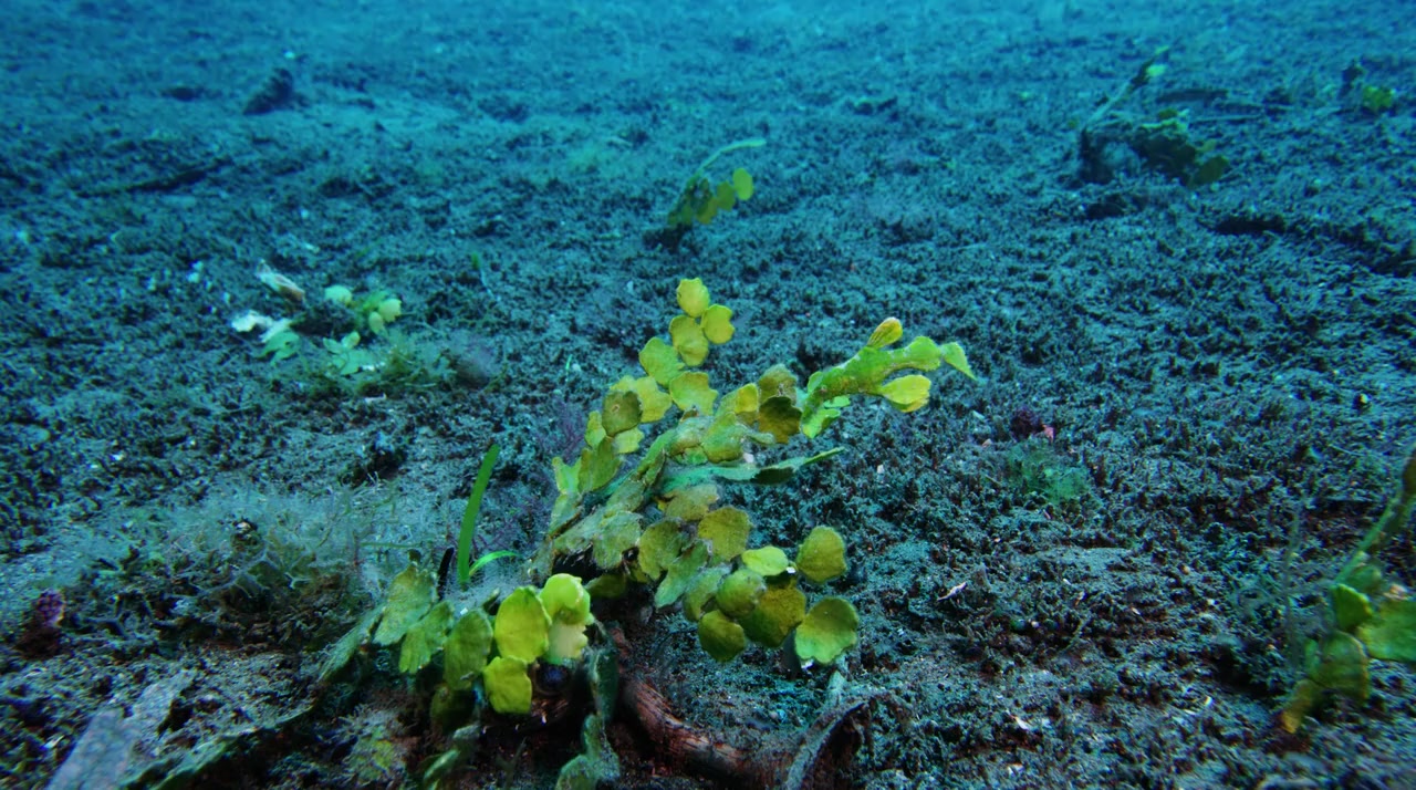 Wild Window: Beneath the Sea screenshot 1