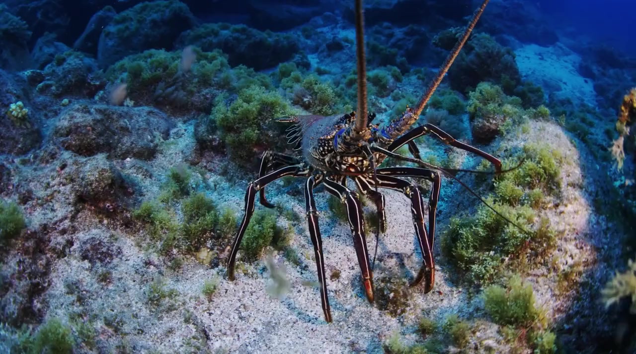 Wild Window: Beneath the Sea screenshot 2