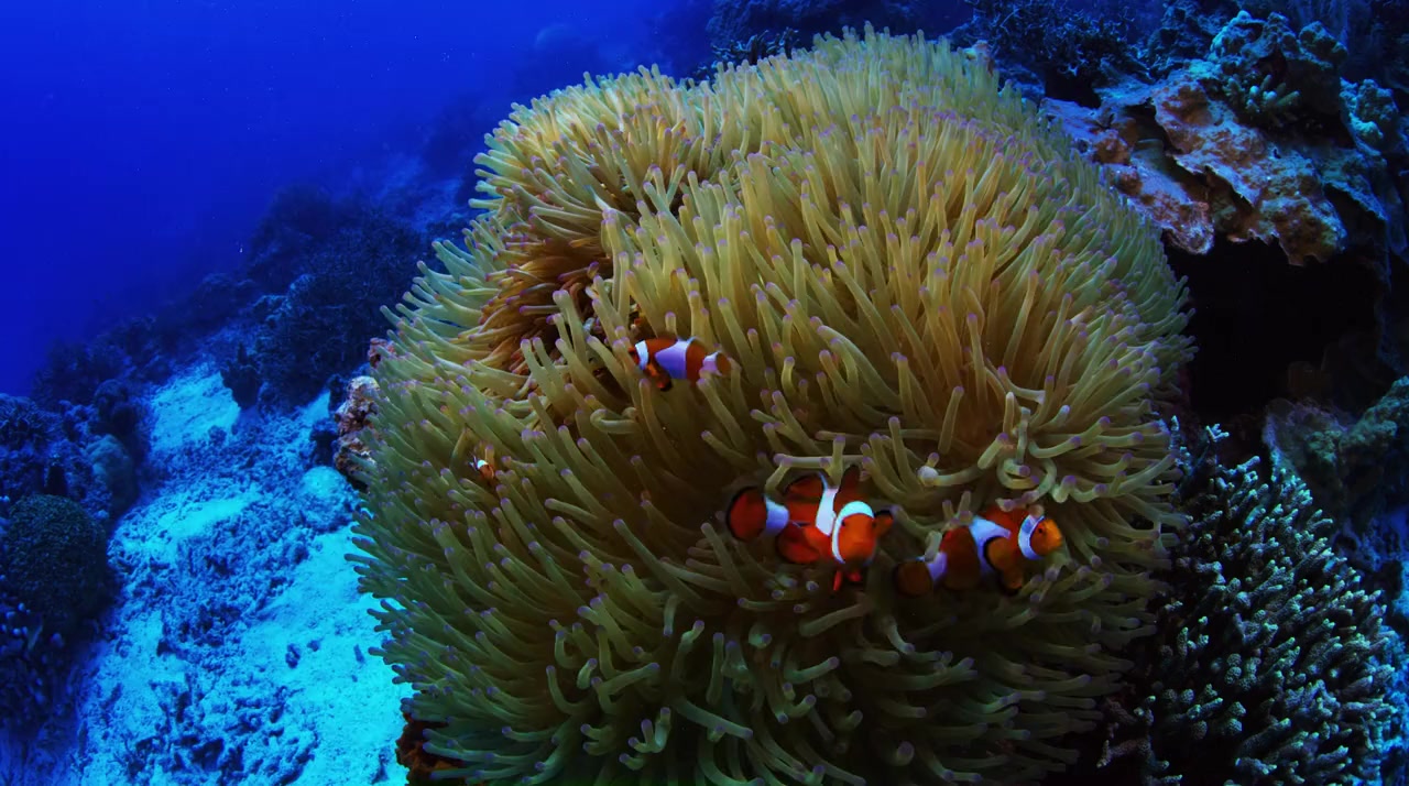 Wild Window: Beneath the Sea screenshot 3