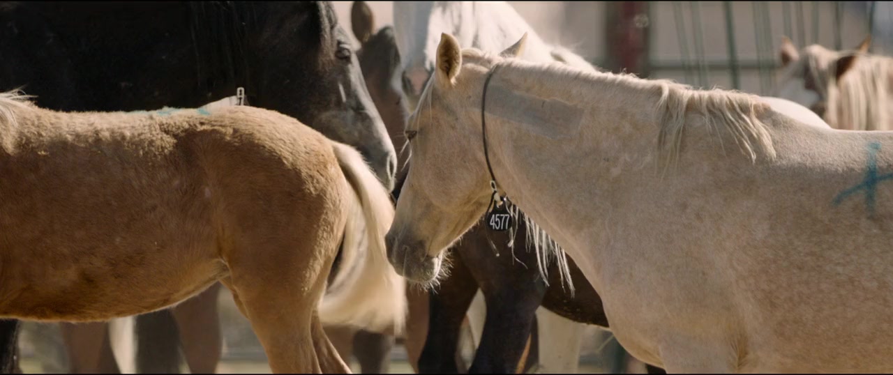Wild Beauty: Mustang Spirit of the West screenshot 3