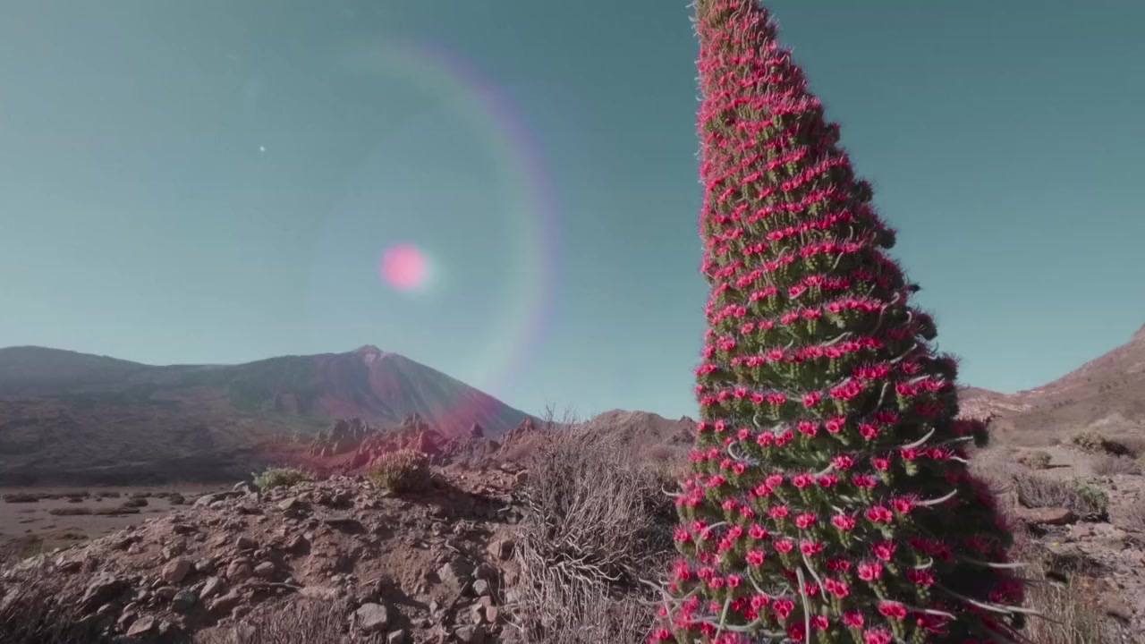 Wild Canary Islands screenshot 3