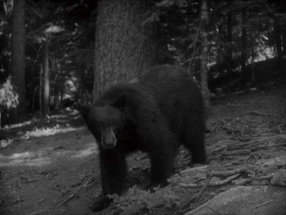 Wild Girl screenshot 3