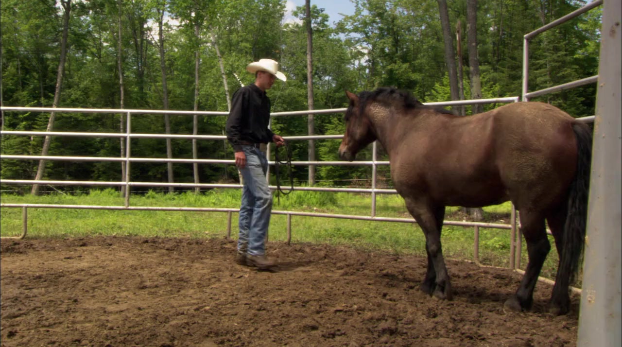 Wild Horse, Wild Ride screenshot 1