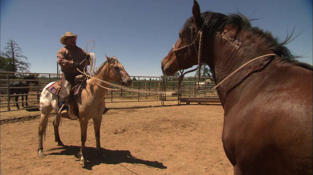 Wild Horse, Wild Ride screenshot 3