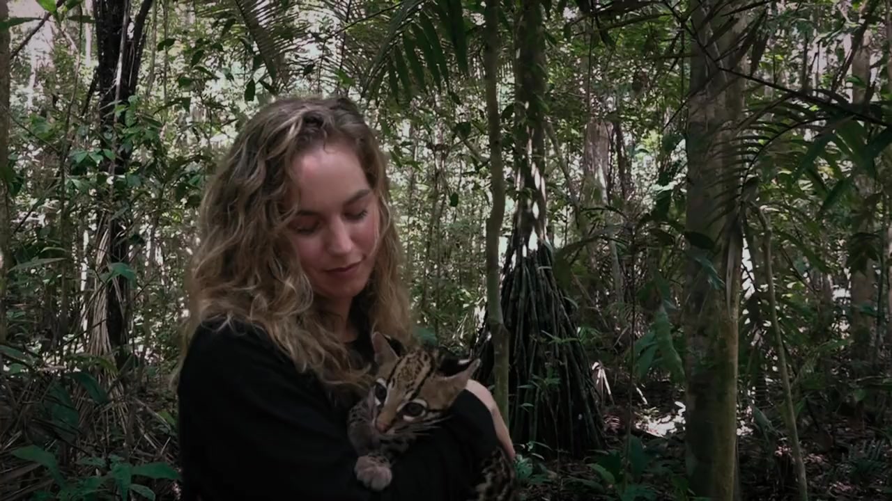 Wildcat screenshot 1