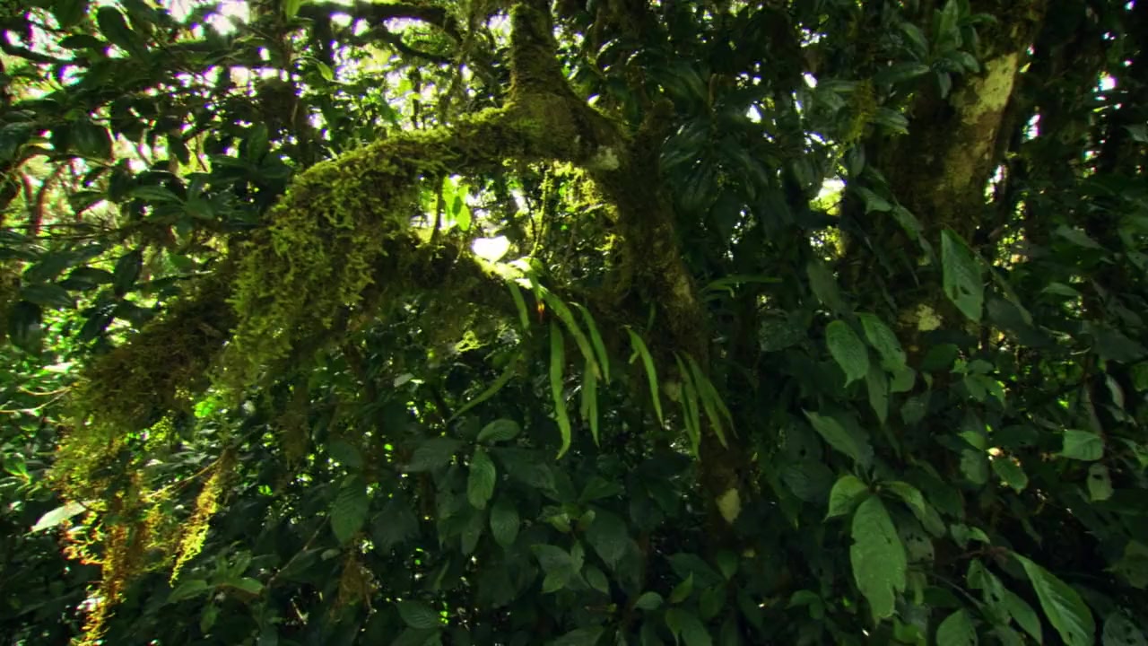 Wildest Islands screenshot 1