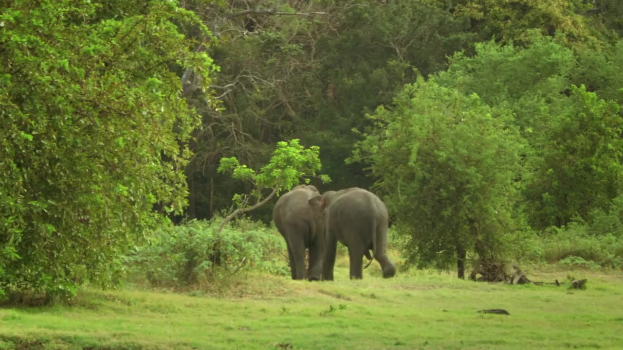 Wildest Islands screenshot 2